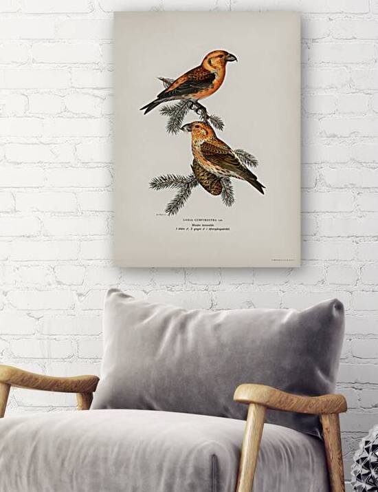 Common Buzzard BUTEO BUTEO by IStockHistory com