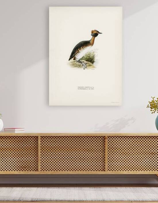 Horned grebe-in spring Podiceps auritus by IStockHistory com