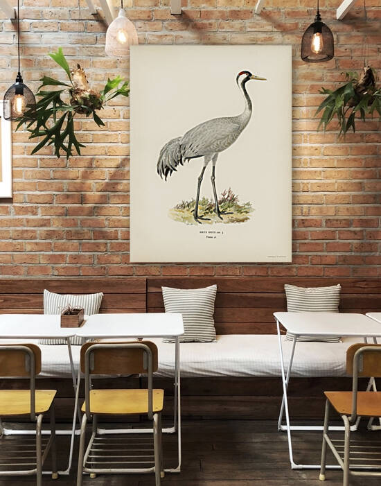 Common Crane Grus Grus by IStockHistory com