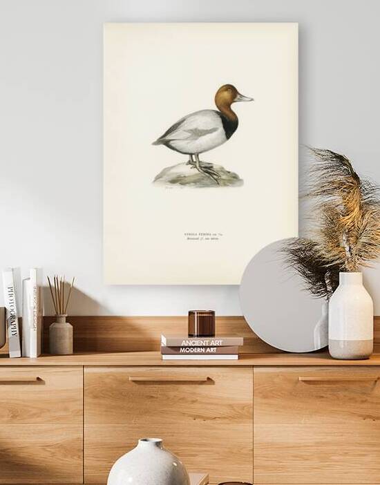 Common Pochard male ♂ Nyroca ferina by IStockHistory com