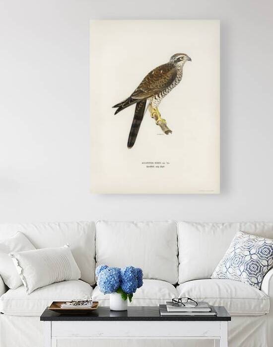 Eurasian Sparrowhawk Accipiter nisus by IStockHistory com