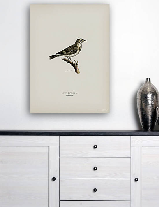 Tree pipit Anthus trivialis by IStockHistory com