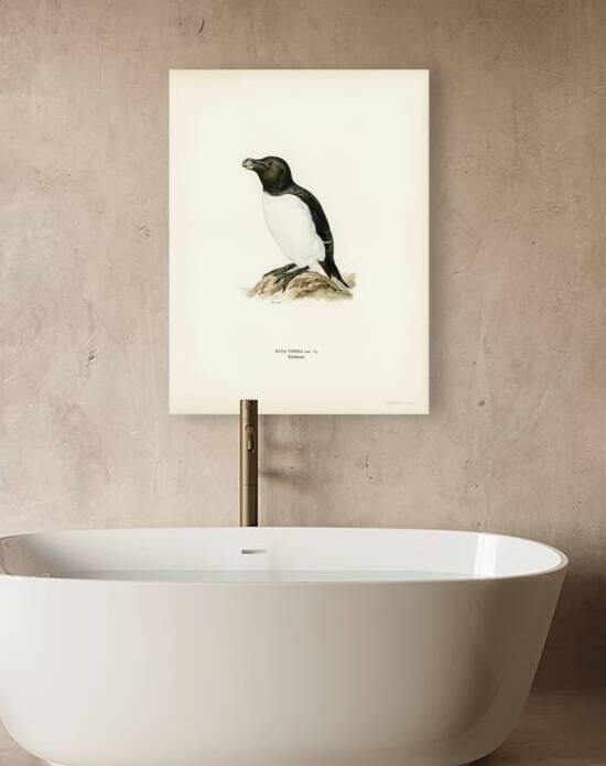 Razorbill Alca torda by IStockHistory com