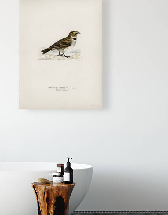 Horned lark Eremophila alpestris flava by IStockHistory com