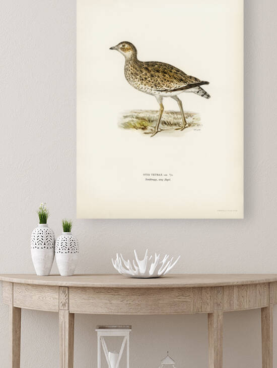 Little bustard Otis tetrax by IStockHistory com