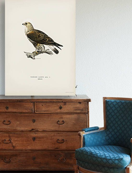 Rough-legged Hawk TRIORCHIS LAGOPUS by IStockHistory com