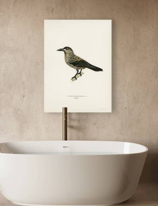 Spotted Nutcracker Nucifraga caryocatactes by IStockHistory com