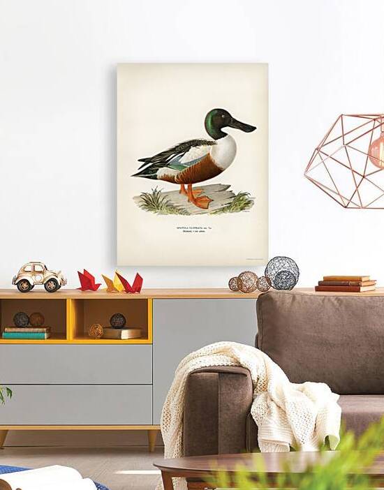 Cinnamon teal Spatula cyanoptera by IStockHistory com
