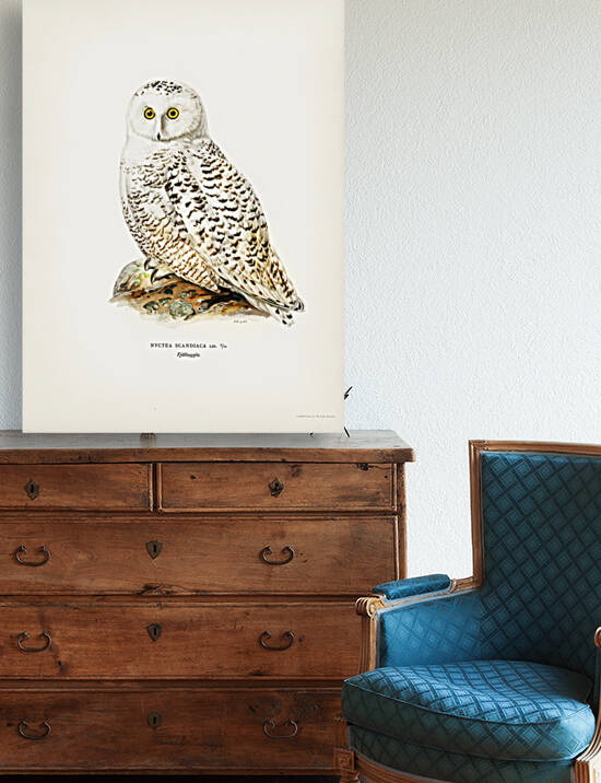 Snowy owl Nyctea Scandiaca by IStockHistory com