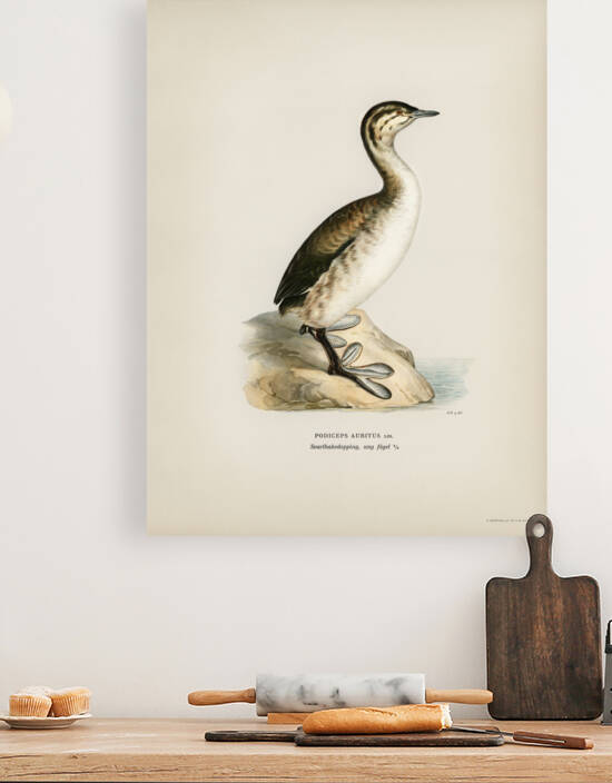 Young horned grebe Podiceps auritus by IStockHistory com