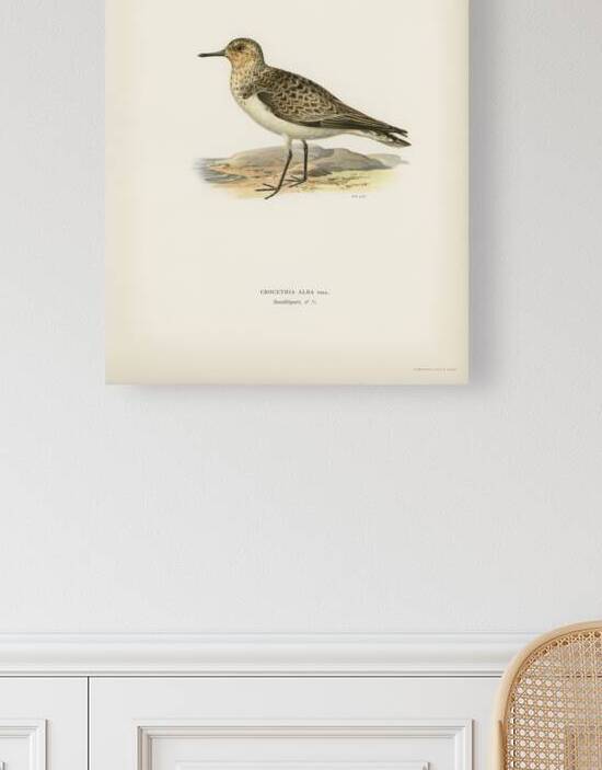 Sanderling Crocethia alba by IStockHistory com