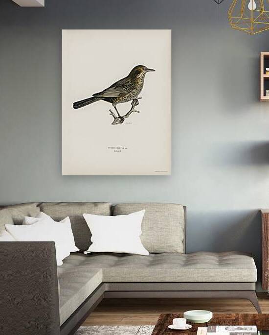 Blackbird ♀ Turdus merula by IStockHistory com