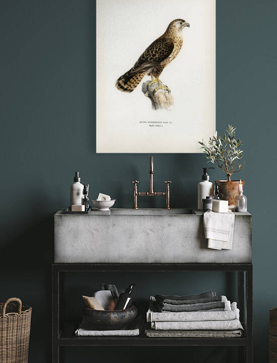 Common Buzzard Buteo buteo intermedius by IStockHistory com