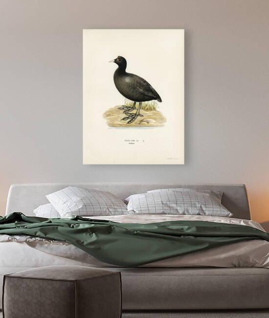 Eurasian coot Fulica atra by IStockHistory com