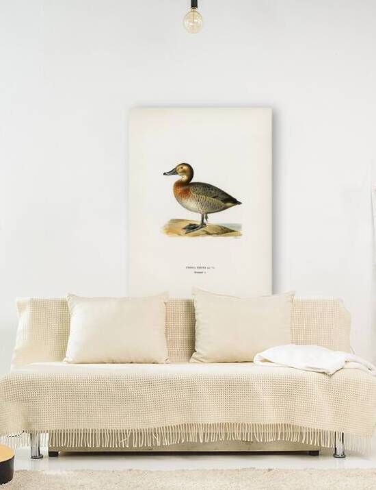 Common Pochard female Nyroca ferina by IStockHistory com