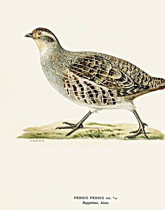 Grey partridge PERDIX PERDIX by IStockHistory com