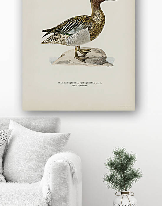 Garganey male Anas querquedula by IStockHistory com