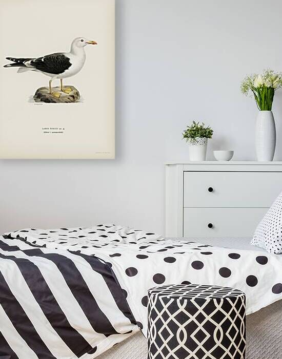 Lesser blak-backed gull Larus fuscus by IStockHistory com