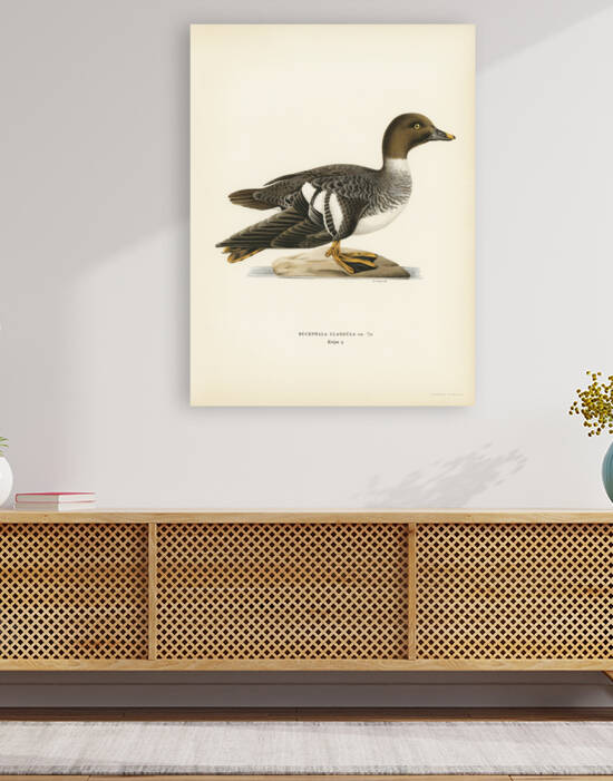 Goldeneye female Bucephala clangula by IStockHistory com