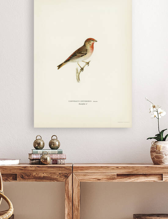 Common rosefinch male Carpodacus erythrinus by IStockHistory com
