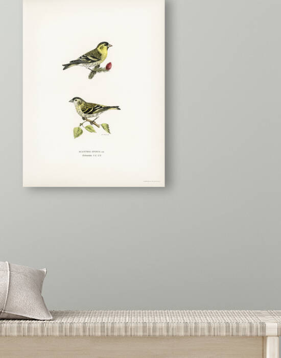 Siskin  Spinus spinus 1♂ 2♀ by IStockHistory com