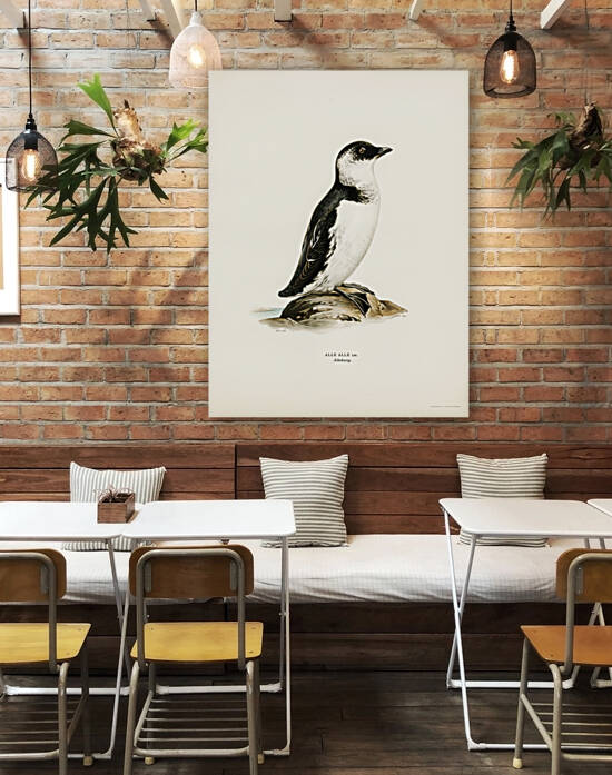 Little auk Alle alle by IStockHistory com