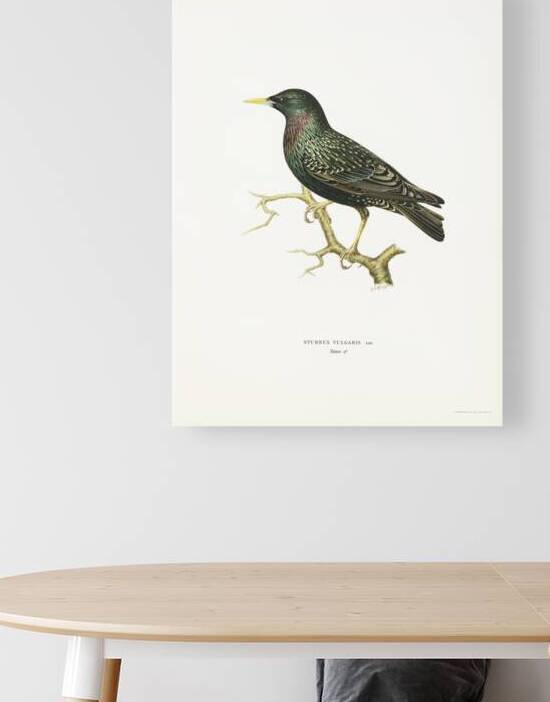 European Starling Sturnus vulgaris by IStockHistory com