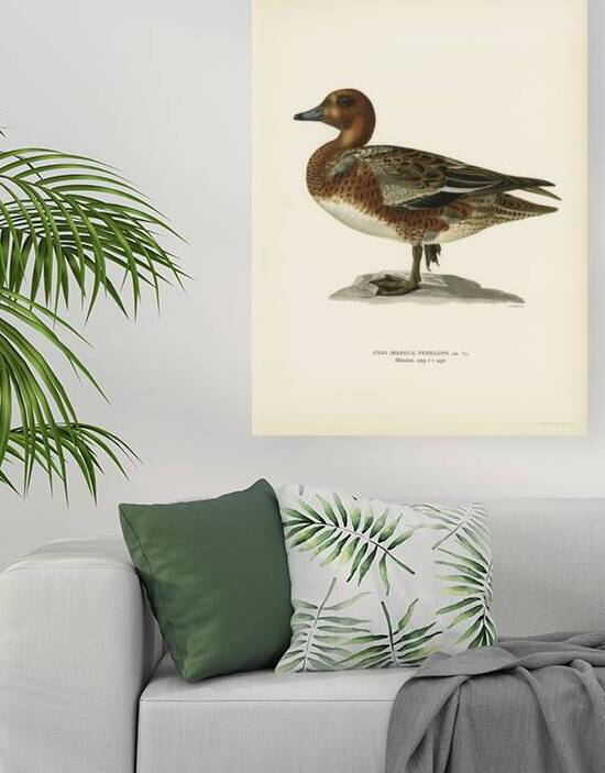 Eurasian wigeon male Anas Mereca penelope by IStockHistory com