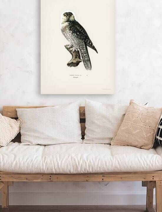 Northern hawk-owl SURNIA ULULA by IStockHistory com