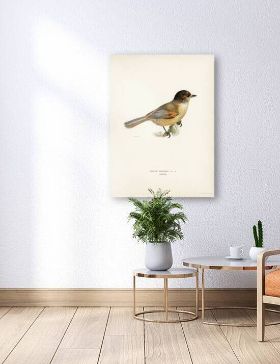 Siberian Jay Perisoreus infaustus by IStockHistory com