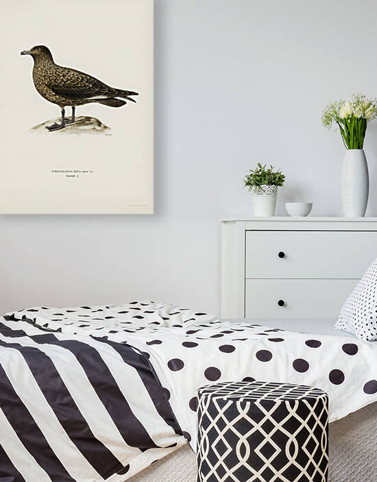 Great skua Stercorarius skua by IStockHistory com