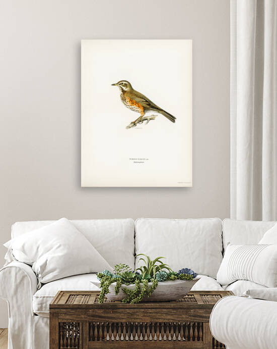 Redwing Turdus iliacus by IStockHistory com