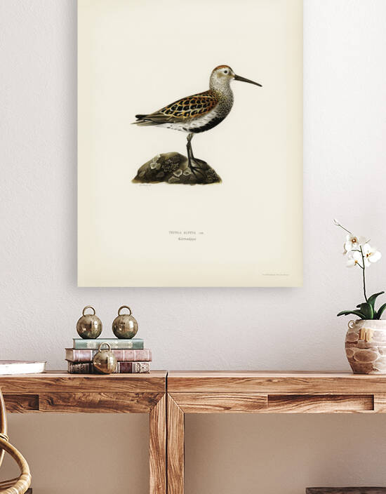 Tringa Alpina Dunlin by IStockHistory com