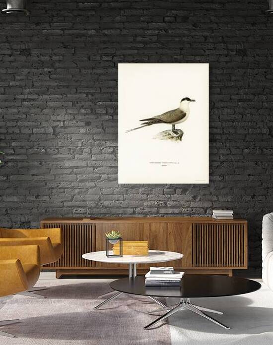 Long-tailed jaeger Stercorarius longicaudus by IStockHistory com