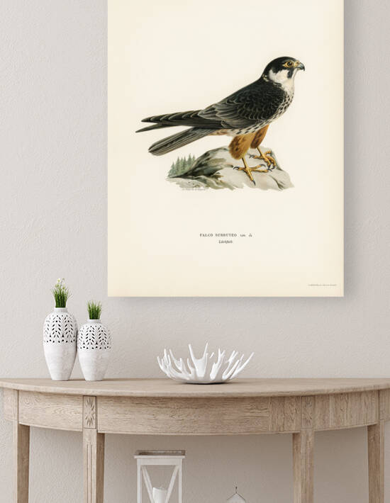 Eurasian Hobby Falco subbuteo by IStockHistory com