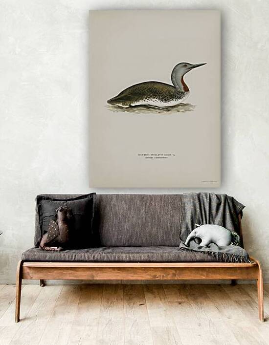 Red-throated loon Colymbus Stellatus by IStockHistory com