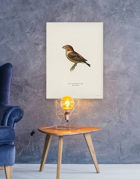 Parrot Crossbill ♂ Loxia pytyopsittacus by IStockHistory com