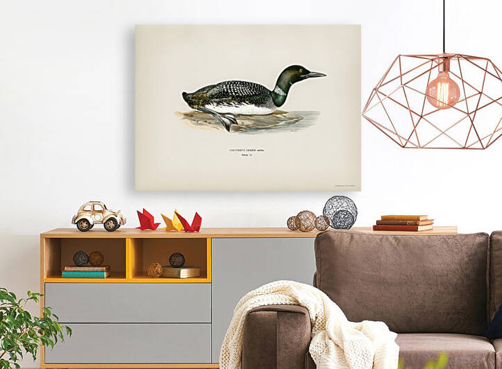 Common loon Colymbus immer by IStockHistory com