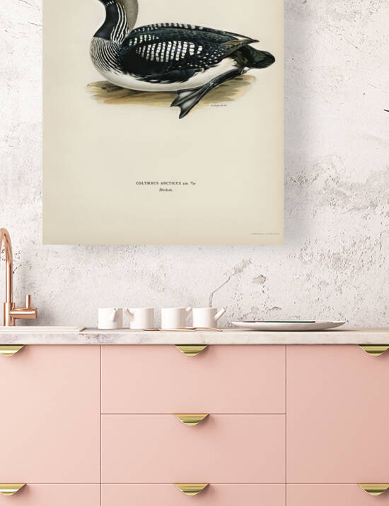 Black-throated loon Colymbus Arcticus by IStockHistory com