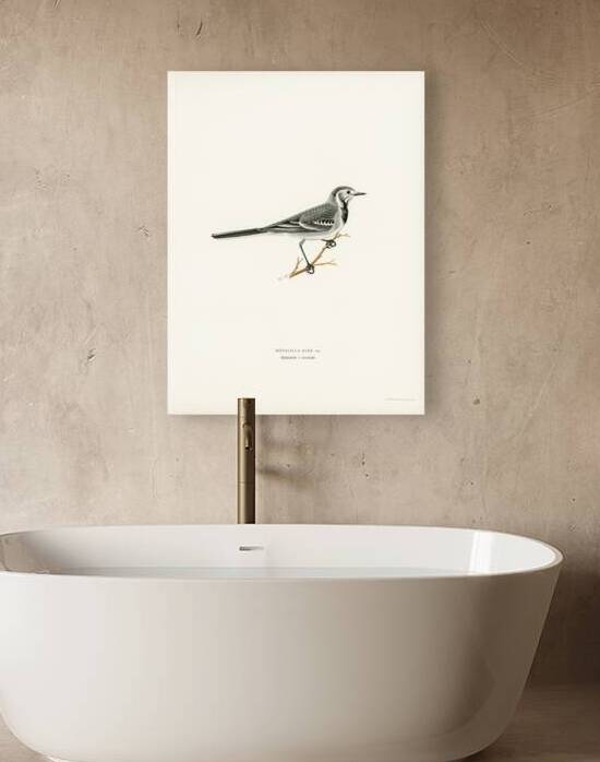 Pied Wagtail Motacilla alba by IStockHistory com