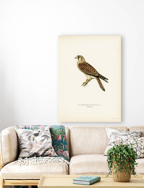 Common Kestrel Falco tinnunculus by IStockHistory com