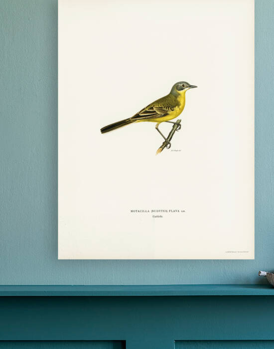 Western yellow wagtail Motacilla [budytes] flava by IStockHistory com