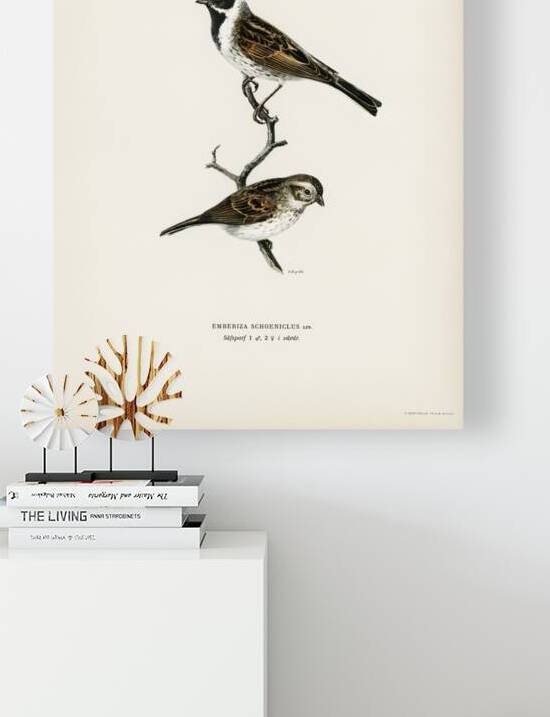 Reed bunting ♀ ♂ EMBERIZA SCHOENICLUS by IStockHistory com