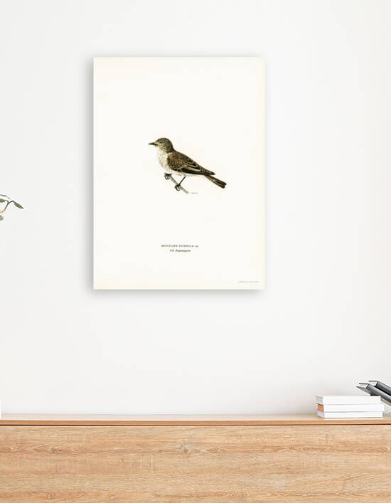 Spotted flycatcher Muscicapa ficedula by IStockHistory com