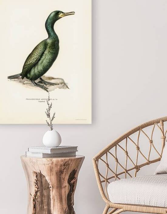 European shag Phalacrocorax aristotelis by IStockHistory com