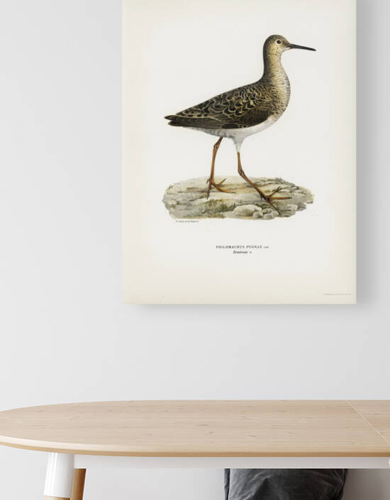 Ruff female Philomachus pugnax by IStockHistory com