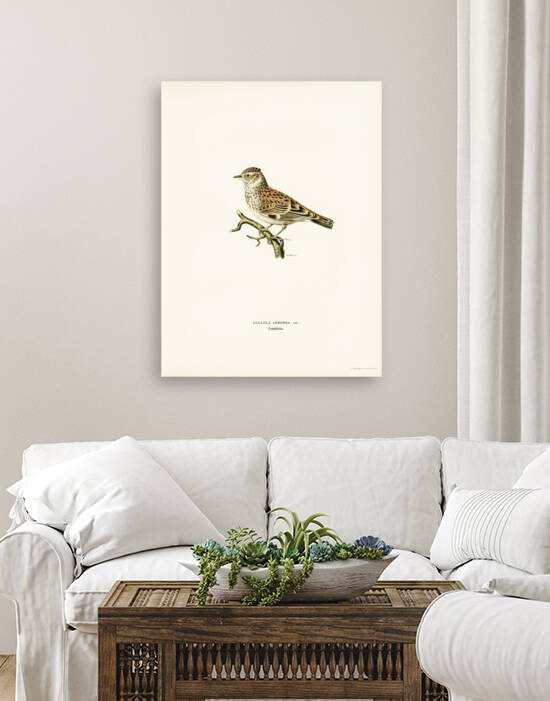 Woodlark Lullula arborea by IStockHistory com