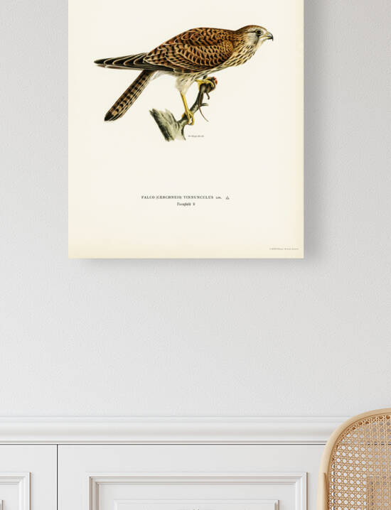 Common Kestrel female Falco tinnunculus by IStockHistory com