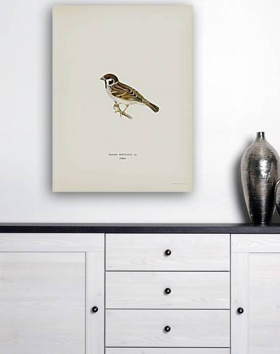 Eurasian Tree Sparrow Tree Sparrow Passer montanus by IStockHistory com