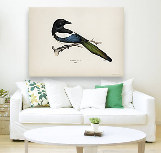 Eurasian magpie PICA PICA by IStockHistory com